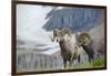 Big Horn Rams in the Wildflowers, Mount Timpanogos, Utah-Howie Garber-Framed Photographic Print