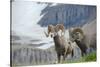 Big Horn Rams in the Wildflowers, Mount Timpanogos, Utah-Howie Garber-Stretched Canvas