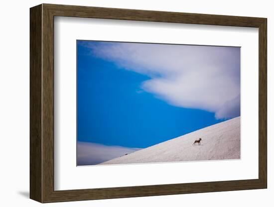 Big Horn Sheep, Glacier National Park, Montana, United States of America, North America-Laura Grier-Framed Photographic Print