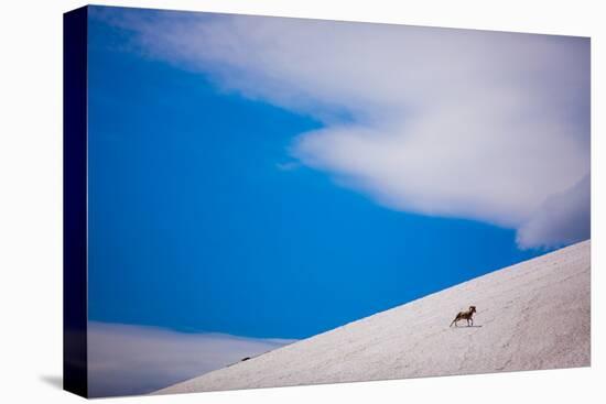 Big Horn Sheep, Glacier National Park, Montana, United States of America, North America-Laura Grier-Stretched Canvas