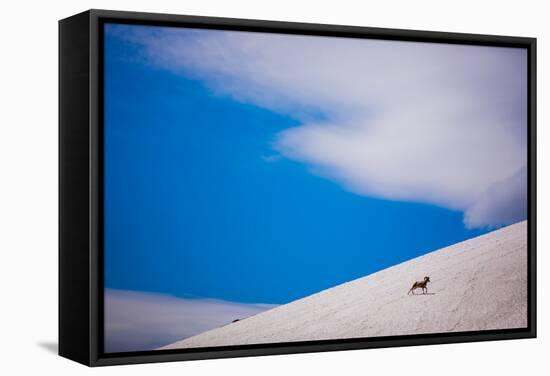 Big Horn Sheep, Glacier National Park, Montana, United States of America, North America-Laura Grier-Framed Stretched Canvas