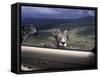 Big Horn Sheep Looking Through Car Window, Mt. Evans, Colorado, USA-James Gritz-Framed Stretched Canvas