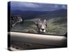 Big Horn Sheep Looking Through Car Window, Mt. Evans, Colorado, USA-James Gritz-Stretched Canvas