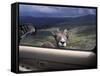 Big Horn Sheep Looking Through Car Window, Mt. Evans, Colorado, USA-James Gritz-Framed Stretched Canvas