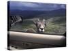 Big Horn Sheep Looking Through Car Window, Mt. Evans, Colorado, USA-James Gritz-Stretched Canvas
