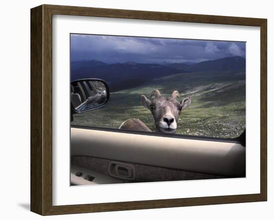 Big Horn Sheep Looking Through Car Window, Mt. Evans, Colorado, USA-James Gritz-Framed Photographic Print