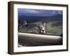 Big Horn Sheep Looking Through Car Window, Mt. Evans, Colorado, USA-James Gritz-Framed Photographic Print