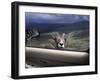 Big Horn Sheep Looking Through Car Window, Mt. Evans, Colorado, USA-James Gritz-Framed Photographic Print