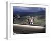 Big Horn Sheep Looking Through Car Window, Mt. Evans, Colorado, USA-James Gritz-Framed Photographic Print