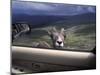 Big Horn Sheep Looking Through Car Window, Mt. Evans, Colorado, USA-James Gritz-Mounted Photographic Print