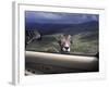 Big Horn Sheep Looking Through Car Window, Mt. Evans, Colorado, USA-James Gritz-Framed Photographic Print