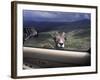 Big Horn Sheep Looking Through Car Window, Mt. Evans, Colorado, USA-James Gritz-Framed Photographic Print