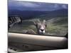 Big Horn Sheep Looking Through Car Window, Mt. Evans, Colorado, USA-James Gritz-Mounted Photographic Print