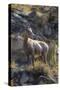 Big Horn Sheep Near Mammoth Hot Springs, Yellowstone National Park, Wyoming-Michael DeFreitas-Stretched Canvas