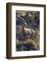 Big Horn Sheep Near Mammoth Hot Springs, Yellowstone National Park, Wyoming-Michael DeFreitas-Framed Photographic Print