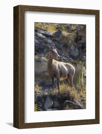 Big Horn Sheep Near Mammoth Hot Springs, Yellowstone National Park, Wyoming-Michael DeFreitas-Framed Photographic Print