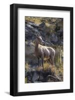 Big Horn Sheep Near Mammoth Hot Springs, Yellowstone National Park, Wyoming-Michael DeFreitas-Framed Photographic Print