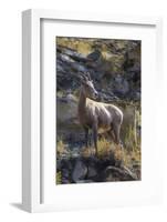 Big Horn Sheep Near Mammoth Hot Springs, Yellowstone National Park, Wyoming-Michael DeFreitas-Framed Photographic Print