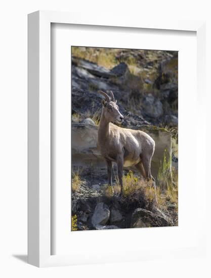 Big Horn Sheep Near Mammoth Hot Springs, Yellowstone National Park, Wyoming-Michael DeFreitas-Framed Photographic Print