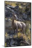 Big Horn Sheep Near Mammoth Hot Springs, Yellowstone National Park, Wyoming-Michael DeFreitas-Mounted Photographic Print