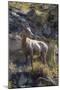 Big Horn Sheep Near Mammoth Hot Springs, Yellowstone National Park, Wyoming-Michael DeFreitas-Mounted Photographic Print