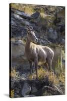 Big Horn Sheep Near Mammoth Hot Springs, Yellowstone National Park, Wyoming-Michael DeFreitas-Stretched Canvas