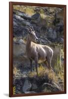 Big Horn Sheep Near Mammoth Hot Springs, Yellowstone National Park, Wyoming-Michael DeFreitas-Framed Photographic Print