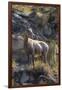 Big Horn Sheep Near Mammoth Hot Springs, Yellowstone National Park, Wyoming-Michael DeFreitas-Framed Photographic Print