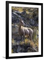 Big Horn Sheep Near Mammoth Hot Springs, Yellowstone National Park, Wyoming-Michael DeFreitas-Framed Photographic Print