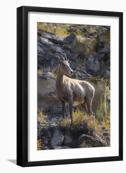 Big Horn Sheep Near Mammoth Hot Springs, Yellowstone National Park, Wyoming-Michael DeFreitas-Framed Premium Photographic Print