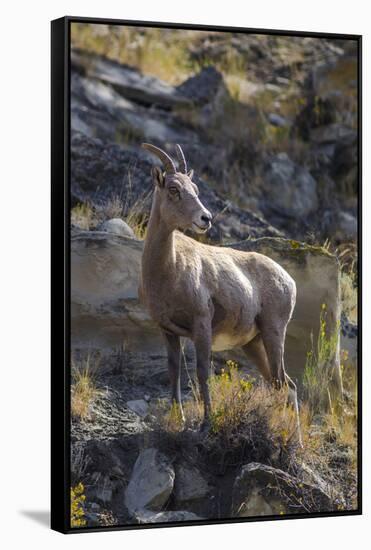 Big Horn Sheep Near Mammoth Hot Springs, Yellowstone National Park, Wyoming-Michael DeFreitas-Framed Stretched Canvas