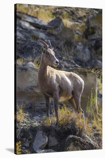 Big Horn Sheep Near Mammoth Hot Springs, Yellowstone National Park, Wyoming-Michael DeFreitas-Stretched Canvas