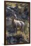 Big Horn Sheep Near Mammoth Hot Springs, Yellowstone National Park, Wyoming-Michael DeFreitas-Framed Premium Photographic Print