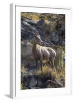 Big Horn Sheep Near Mammoth Hot Springs, Yellowstone National Park, Wyoming-Michael DeFreitas-Framed Photographic Print