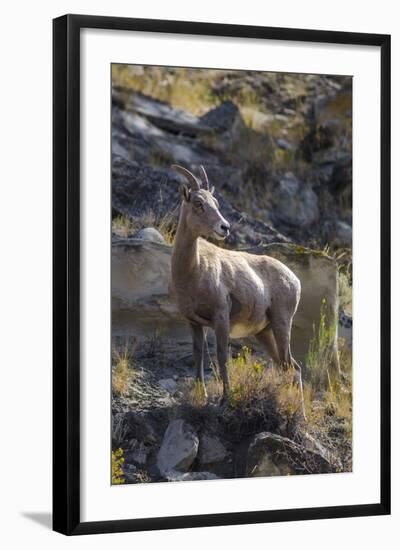 Big Horn Sheep Near Mammoth Hot Springs, Yellowstone National Park, Wyoming-Michael DeFreitas-Framed Photographic Print