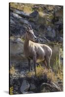 Big Horn Sheep Near Mammoth Hot Springs, Yellowstone National Park, Wyoming-Michael DeFreitas-Stretched Canvas