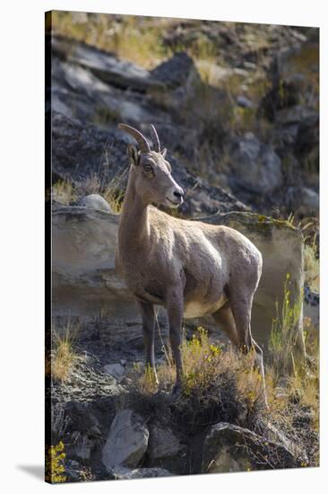 Big Horn Sheep Near Mammoth Hot Springs, Yellowstone National Park, Wyoming-Michael DeFreitas-Stretched Canvas