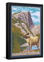 Big Horn Sheep, Rocky Mountain National Park-null-Framed Poster