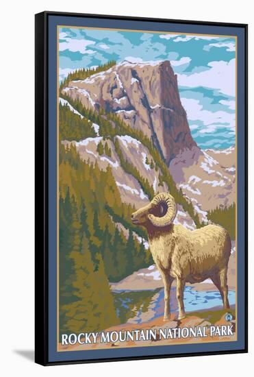 Big Horn Sheep, Rocky Mountain National Park-Lantern Press-Framed Stretched Canvas