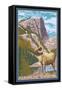 Big Horn Sheep, Rocky Mountain National Park-Lantern Press-Framed Stretched Canvas
