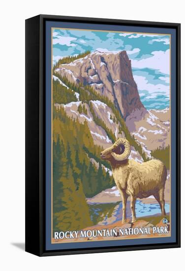 Big Horn Sheep, Rocky Mountain National Park-Lantern Press-Framed Stretched Canvas