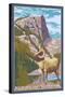 Big Horn Sheep, Rocky Mountain National Park-Lantern Press-Stretched Canvas