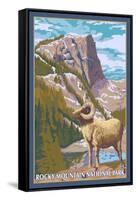 Big Horn Sheep, Rocky Mountain National Park-Lantern Press-Framed Stretched Canvas