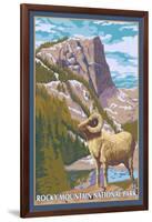 Big Horn Sheep, Rocky Mountain National Park-Lantern Press-Framed Art Print