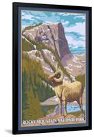 Big Horn Sheep, Rocky Mountain National Park-Lantern Press-Framed Art Print