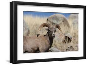 Big Horn Sheep Yellowstone-null-Framed Art Print