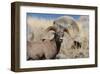 Big Horn Sheep Yellowstone-null-Framed Art Print