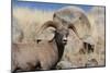 Big Horn Sheep Yellowstone-null-Mounted Art Print