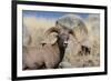 Big Horn Sheep Yellowstone-null-Framed Art Print