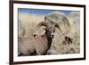 Big Horn Sheep Yellowstone-null-Framed Art Print